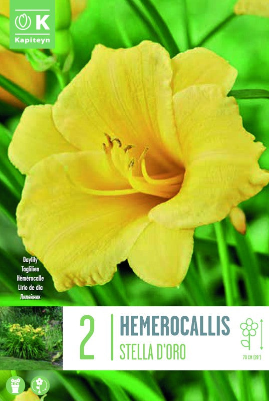 HEMEROCALLIS STELLA D'ORO X2 I