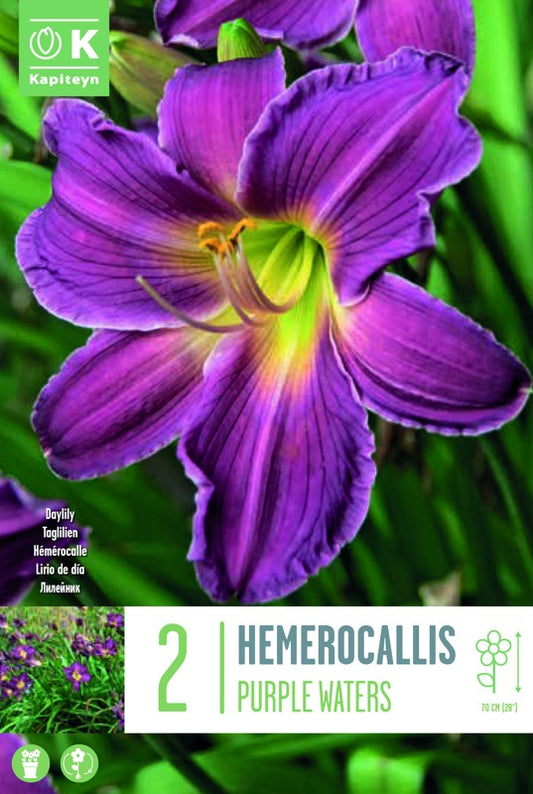 HEMEROCALLIS PURPLE WATERS X2 I