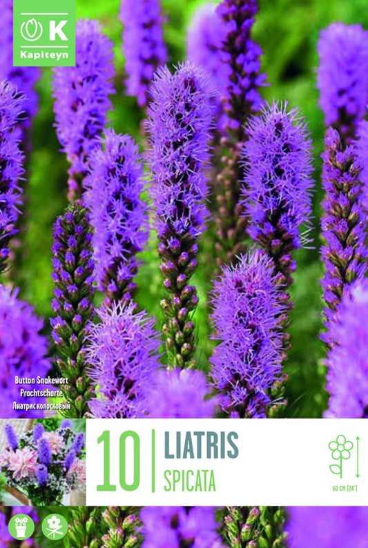 LIATRIS SPICATA 10/12 X10