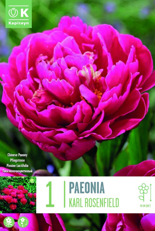 PAEONIA LACT. KARL ROSENFIELD 2-3 X1