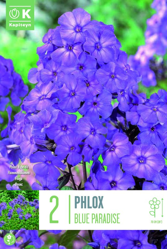 PHLOX BLUE PARADISE X2 I