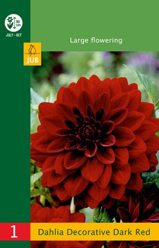 1 Dahlia Decorative Dark Red