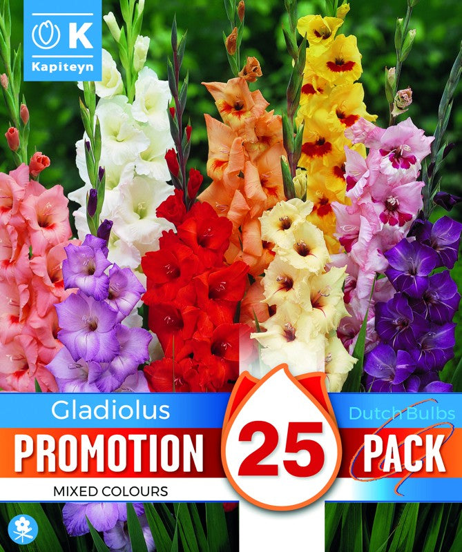 PROMO GLADIOLUS MIX X25 12/14-Easy Garden Centre