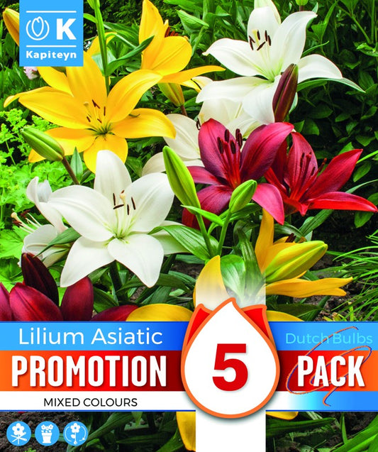 PROMO LILIUM ASIATIC X5 16-18