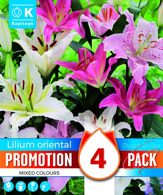 PROMO LILIUM ORIENTAL X4 16-18