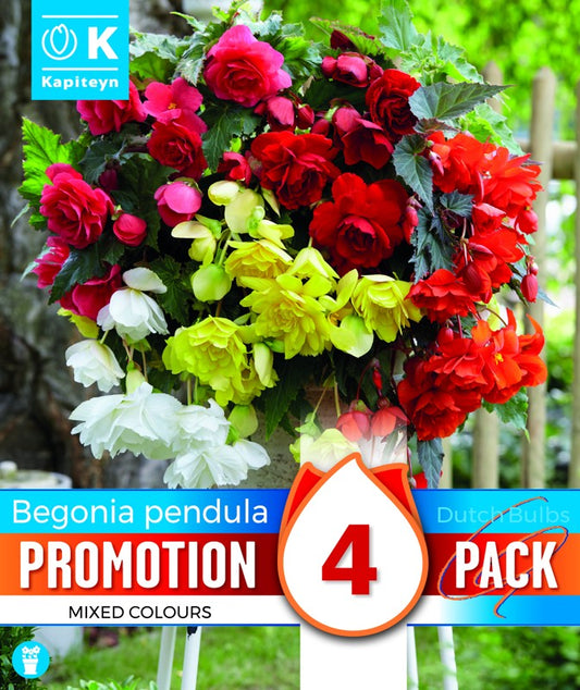 PROMO BEGONIA PENDULA X4 5-6