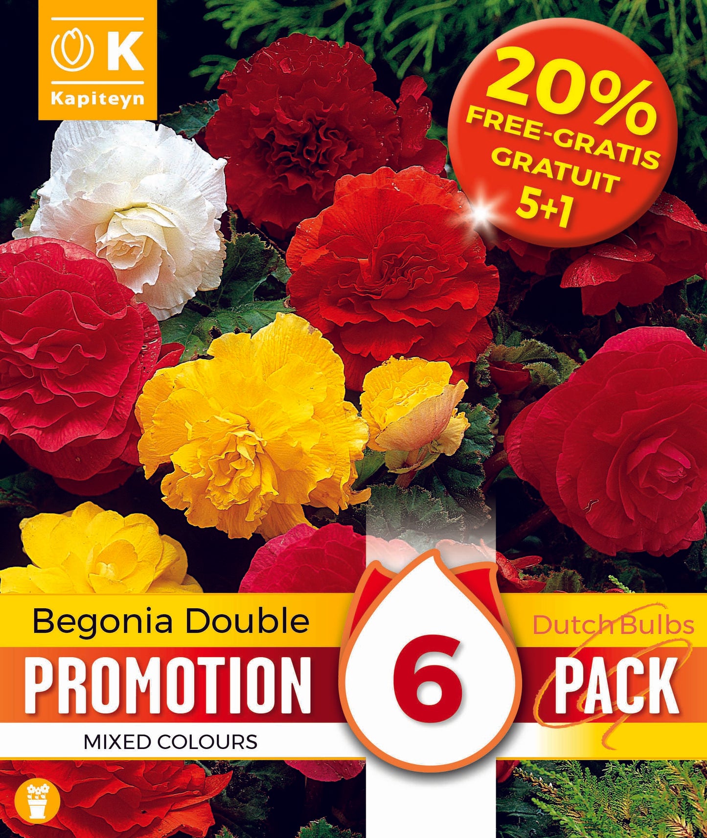 PROMO 30 20% BEGONIA DOUBLE X6 5-6