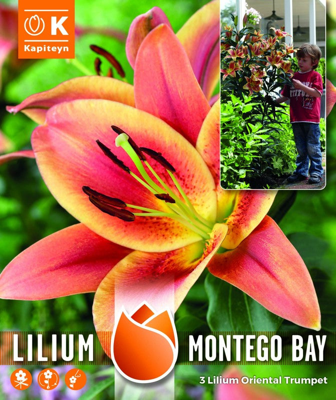 TREE LILIUM PACK MONTEGO BAY