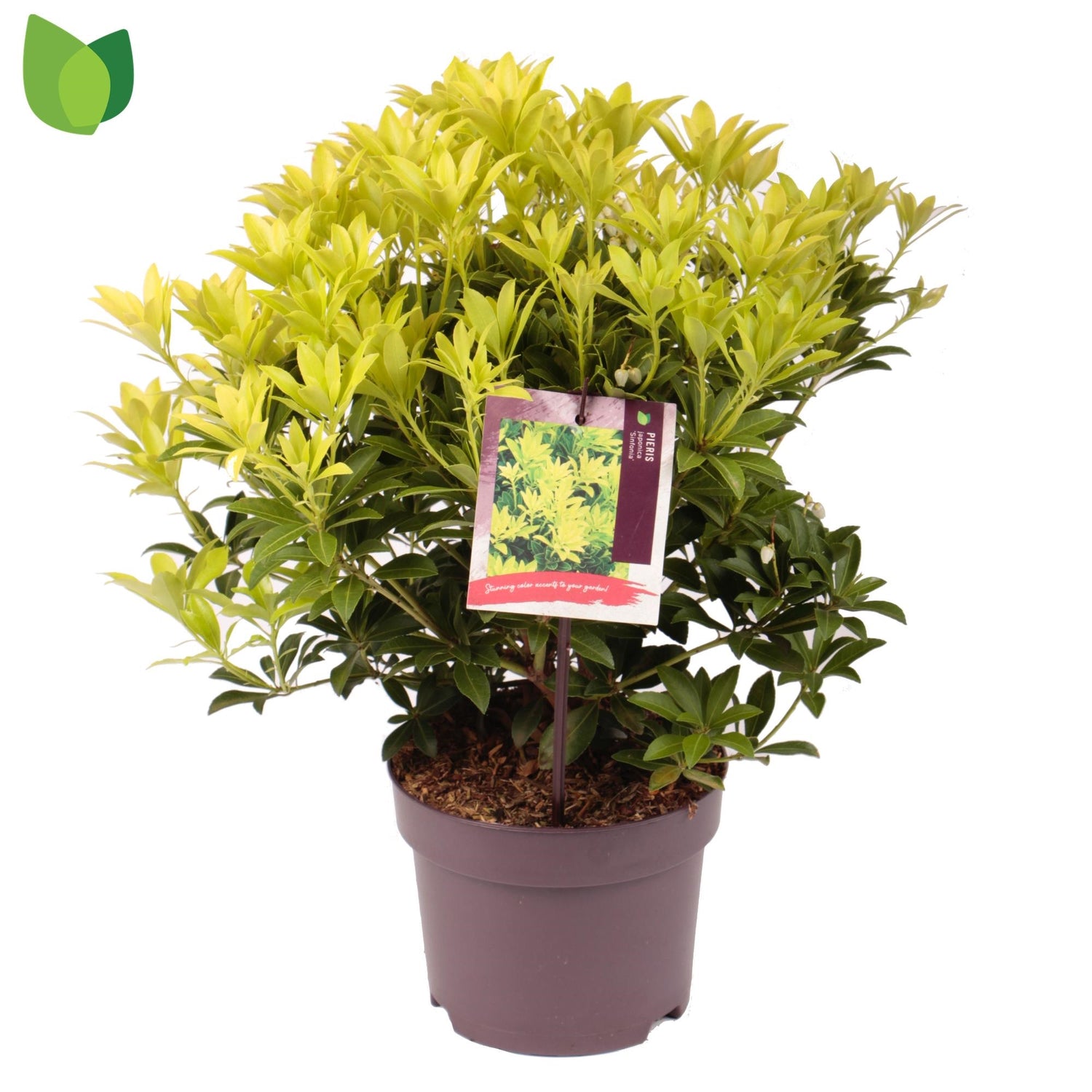 Pieris jap. 'Sinfonia' / 50-60 cm-Easy Garden Centre
