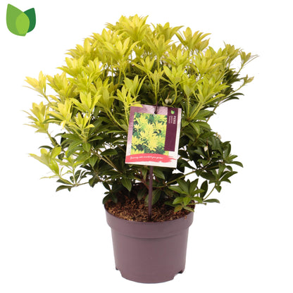Pieris jap. 'Sinfonia' / 50-60 cm