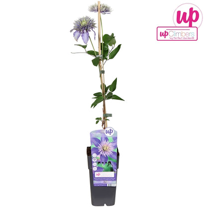Clematis Multi Blue (Large-flowered Clematis, blue-violet flowers) / 2ltr, 65cm-Easy Garden Centre