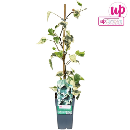 Hedera colchica Dentata Variegata (Persian Ivy) / 2ltr, 65cm-Easy Garden Centre