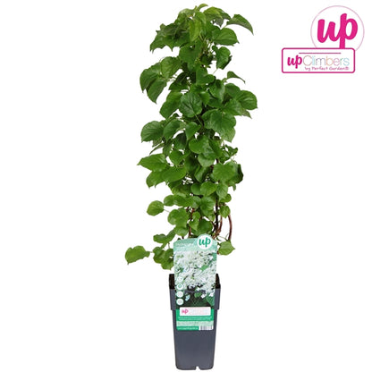 Hydrangea petiolaris (Climbing Hydrangea, white flowers) / 2ltr, 65cm-Easy Garden Centre