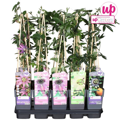 Passiflora mix tray (Passion Flower) / 2ltr, 65cm-Easy Garden Centre