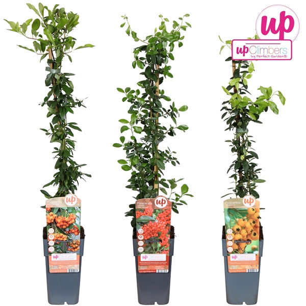 Pyracantha mix tray (Firethorn) / 2ltr, 65cm-Easy Garden Centre