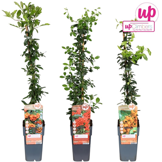 Pyracantha mix tray (Firethorn) / 2ltr, 65cm-Easy Garden Centre