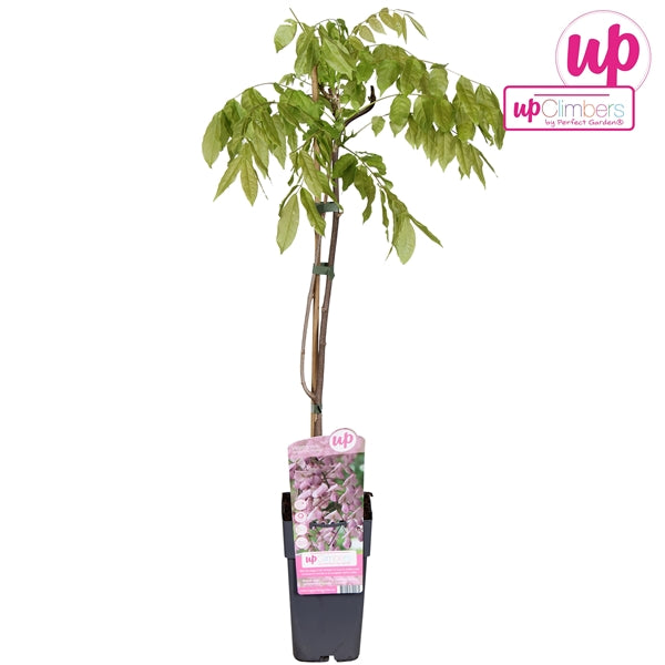 Wisteria floribunda Rosea (Japanese Wisteria, pink flowers) / 2ltr, 65cm-Easy Garden Centre