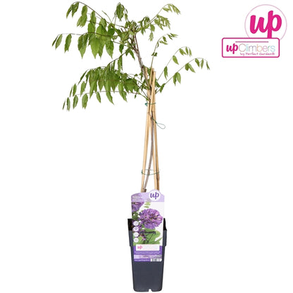 Wisteria Longwood Purple (American Wisteria, purple flowers) / 2ltr, 65cm-Easy Garden Centre