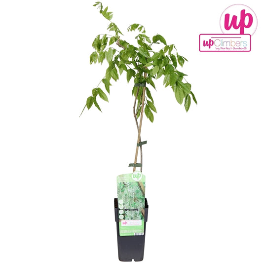 Wisteria macrostachya Clara Mack (Kentucky Wisteria, white flowers) / 2ltr, 65cm-Easy Garden Centre