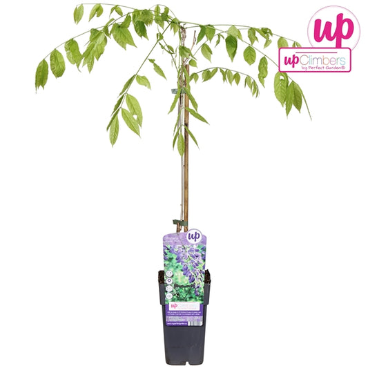 Wisteria sinensis Prolific (Chinese Wisteria, blue-violet flowers) / 2ltr, 65cm-Easy Garden Centre