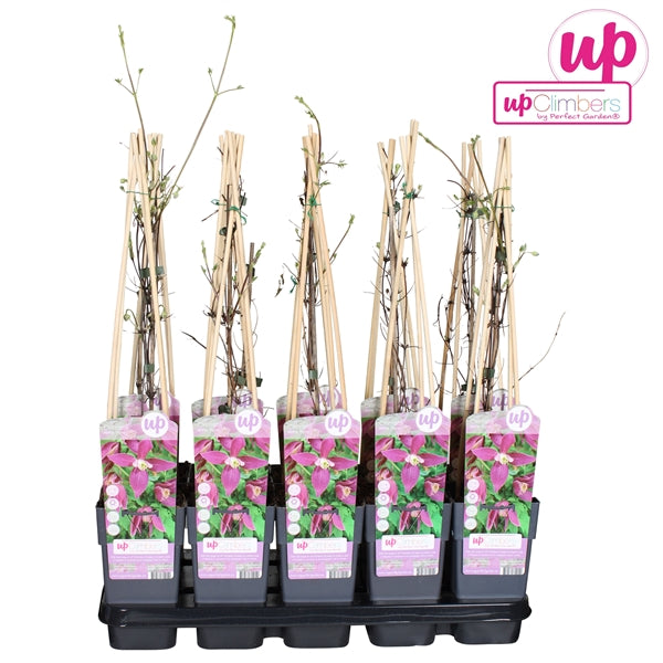 Clematis Alpina Ruby (Alpine Clematis, ruby-pink flowers) / 2ltr, 65cm-Easy Garden Centre