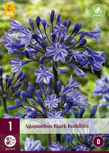 1 AGAPANTHUS BLACK BUDDHIST