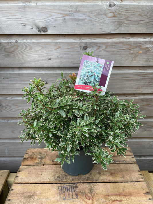 Pieris jap. 'Little Heath' / cont. 3,0L