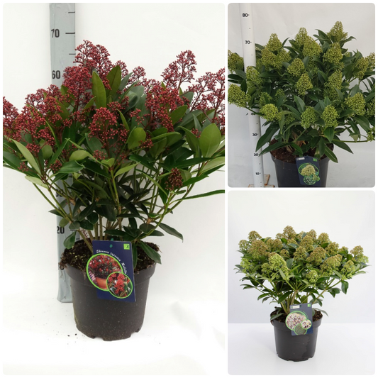 Skimmia jap. in 3 varieties / P23 (5 Ltr) / 15/20-FLOWER