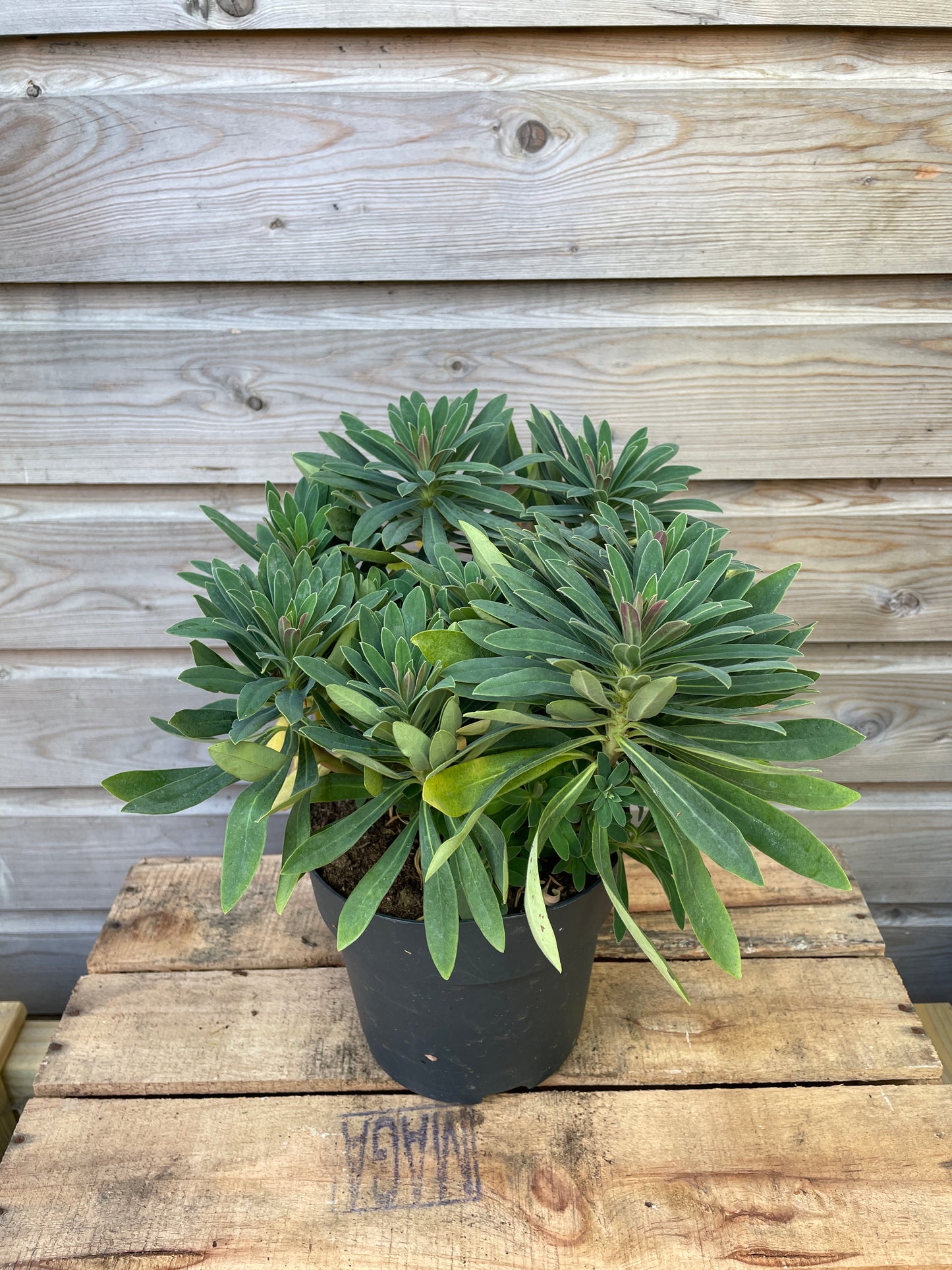 Euphorbia in varieties / P17 (2 Ltr)