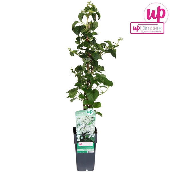 Hydrangea petiolaris (Climbing Hydrangea, white flowers) / 2ltr, 65cm-Easy Garden Centre