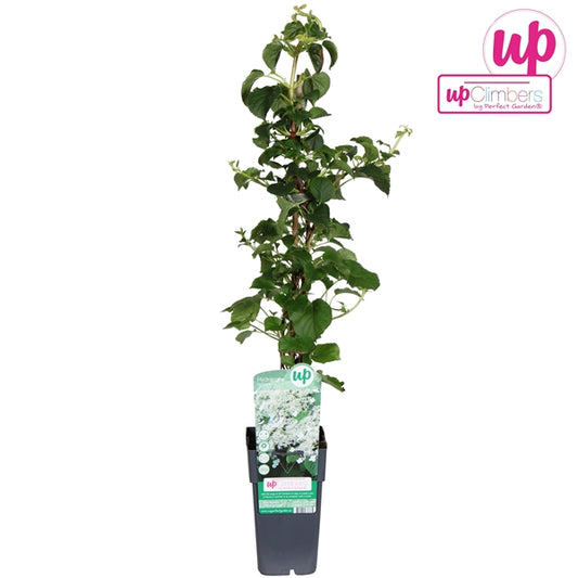 Hydrangea petiolaris (Climbing Hydrangea, white flowers) / 2ltr, 65cm-Easy Garden Centre