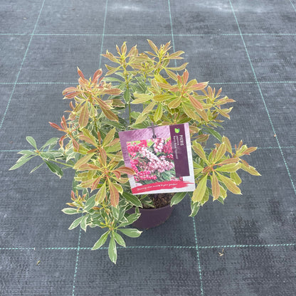 Pieris jap. Ralto Rose / 50cm