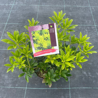 Pieris jap. 'Sinfonia' / 50-60 cm
