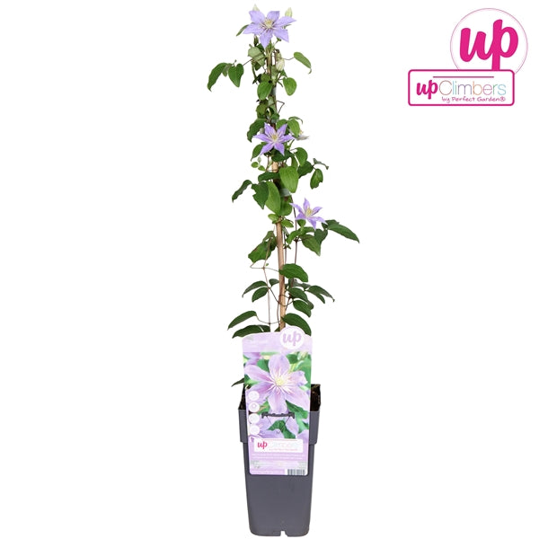 Clematis Justa (Viticella Clematis, violet-purple flowers) / 2ltr, 65cm-Easy Garden Centre