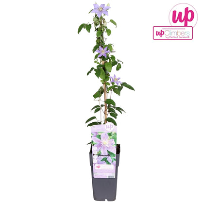 Clematis Justa (Viticella Clematis, violet-purple flowers) / 2ltr, 65cm-Easy Garden Centre