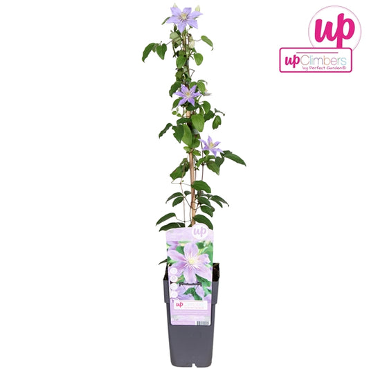 Clematis Justa (Viticella Clematis, violet-purple flowers) / 2ltr, 65cm-Easy Garden Centre