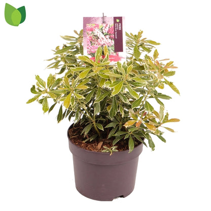 Pieris jap. Ralto Rose / 50cm