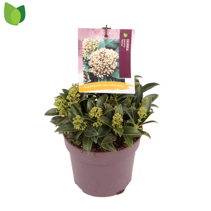 Skimmia j. 'Marlot' / 1,5L/P13cm
