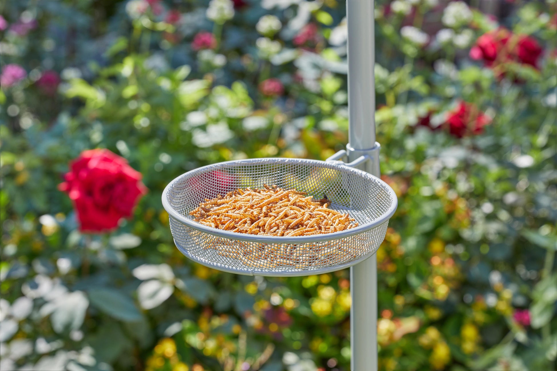 Complete Wild Willow Feeding Station-Easy Garden Centre