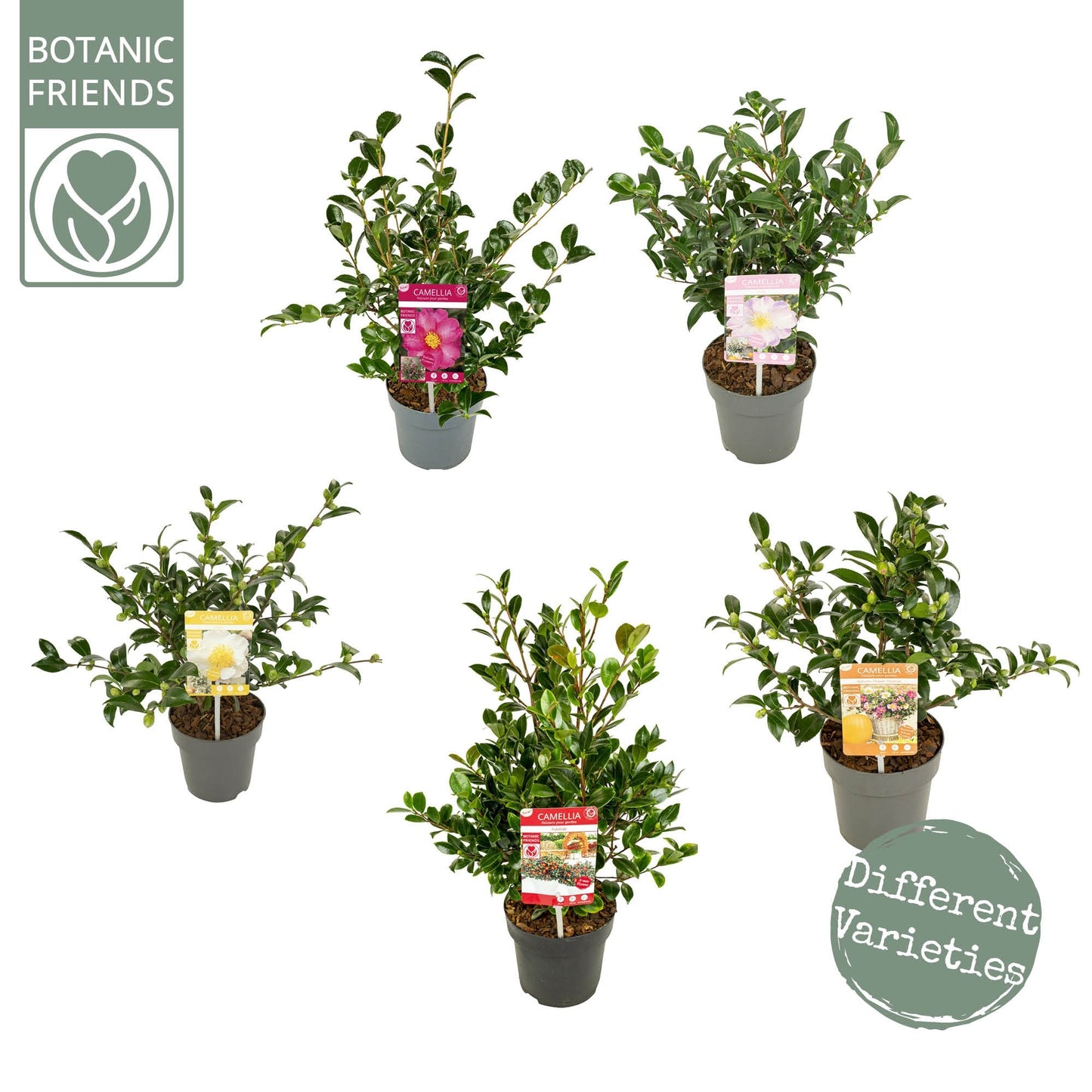 Camellia sasanqua in varieties / P19 (3 Ltr)-Easy Garden Centre