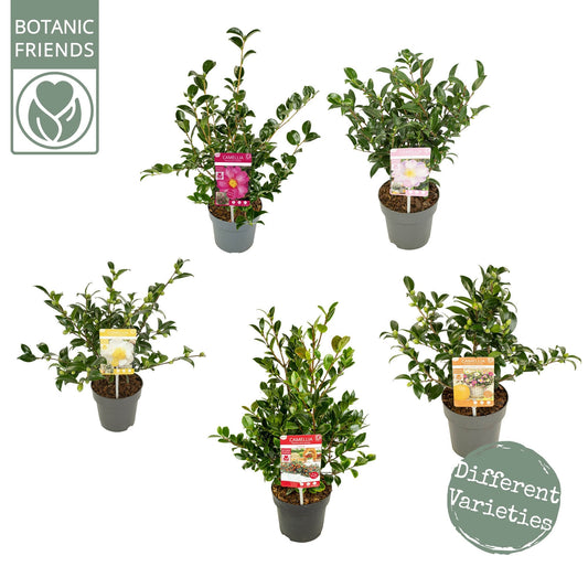Camellia sasanqua in varieties / P19 (3 Ltr)-Easy Garden Centre