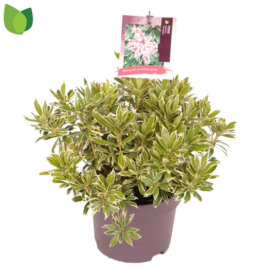 Pieris jap. 'Variegata' / 2.0-litre container 25-30 cm