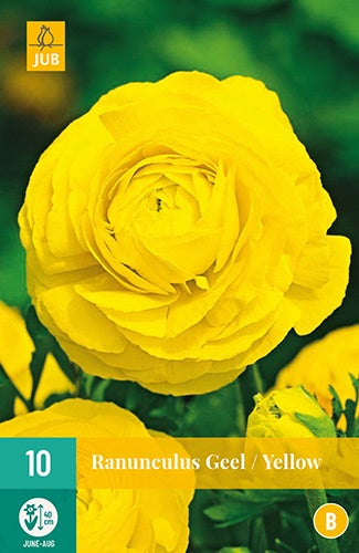 10 Ranunculus Yellow