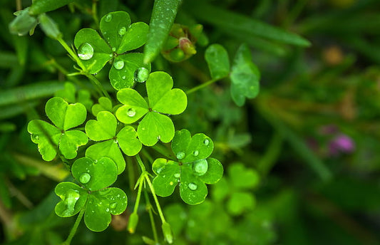 Shamrock-Easy Garden Centre