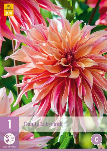 1 Dahlia Labyrinth