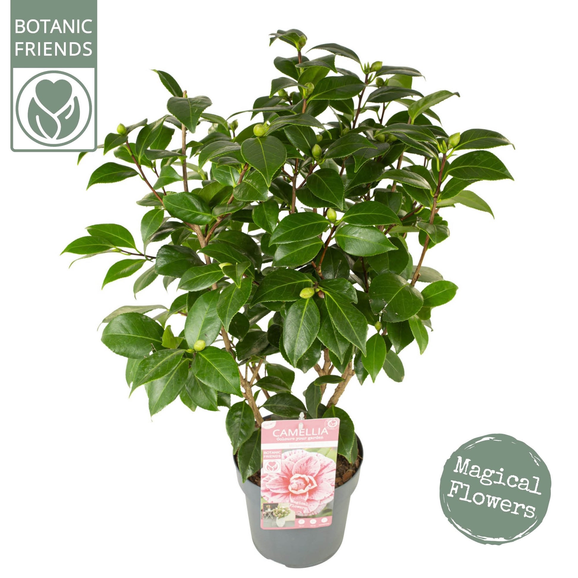 Camellia jap. 'Bonomiana' / 3Ltr Premier-Easy Garden Centre