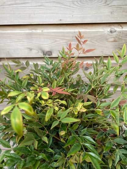 Nandina dom. Obsessed / P23 (5 Ltr)