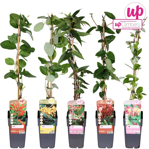 Lonicera mix tray (Honeysuckle) / 2ltr, 65cm-Easy Garden Centre