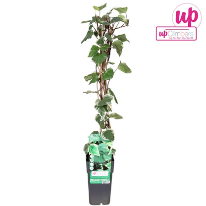 Hedera algeriensis Gloire de Marengo (Algerian Ivy) / 2ltr, 65cm-Easy Garden Centre