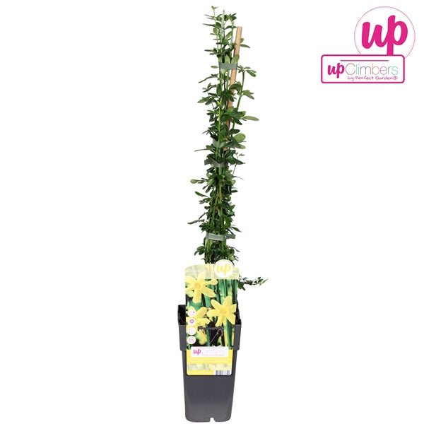 Jasminum nudiflorum (Winter Jasmine, yellow flowers) / 2ltr, 65cm-Easy Garden Centre